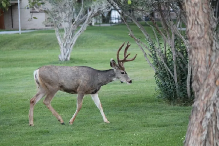 Court House Buck in the velvet 