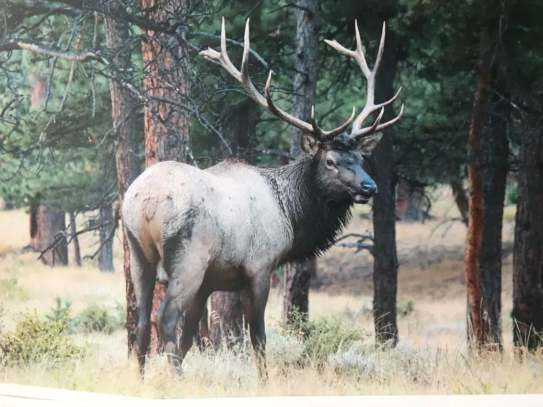 Big Bull Elk Picture