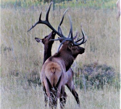 Bull and Cow Elk picture